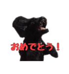 黒トイプードルのアンちゃん（個別スタンプ：8）