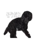 黒トイプードルのアンちゃん（個別スタンプ：11）