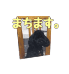 黒トイプードルのアンちゃん（個別スタンプ：14）