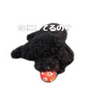 黒トイプードルのアンちゃん（個別スタンプ：15）