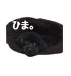 黒トイプードルのアンちゃん（個別スタンプ：16）