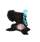 黒トイプードルのアンちゃん（個別スタンプ：17）