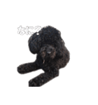 黒トイプードルのアンちゃん（個別スタンプ：18）