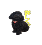 黒トイプードルのアンちゃん（個別スタンプ：21）