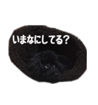 黒トイプードルのアンちゃん（個別スタンプ：23）