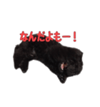 黒トイプードルのアンちゃん（個別スタンプ：24）