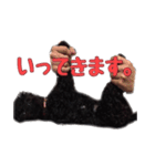 黒トイプードルのアンちゃん（個別スタンプ：27）