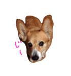 コーギートト（個別スタンプ：2）