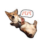 コーギートト（個別スタンプ：7）