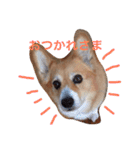 コーギートト（個別スタンプ：9）