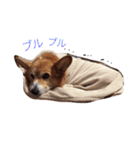 コーギートト（個別スタンプ：10）