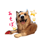コーギートト（個別スタンプ：12）