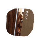 コーギートト（個別スタンプ：15）