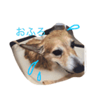 コーギートト（個別スタンプ：28）