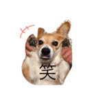 コーギートト（個別スタンプ：32）