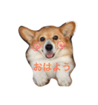 コーギートト（個別スタンプ：37）