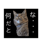 猫実写  コジコジと仲間達（個別スタンプ：4）