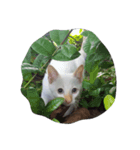 O-MO da CAT（個別スタンプ：1）