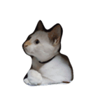 O-MO da CAT（個別スタンプ：2）