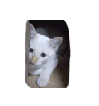 O-MO da CAT（個別スタンプ：3）