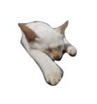 O-MO da CAT（個別スタンプ：4）