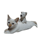 O-MO da CAT（個別スタンプ：6）