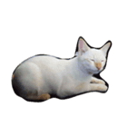 O-MO da CAT（個別スタンプ：7）