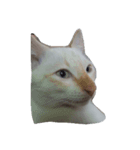 O-MO da CAT（個別スタンプ：8）