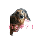 ミニチュアダックスのスタンプです！（個別スタンプ：8）