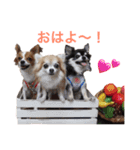 チワワのお友達♡（個別スタンプ：10）