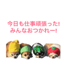 チワワのお友達♡（個別スタンプ：13）
