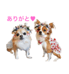 チワワのお友達♡（個別スタンプ：15）