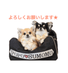 チワワのお友達♡（個別スタンプ：16）