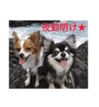 チワワのお友達♡（個別スタンプ：40）
