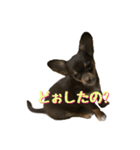 レオ君の日常（個別スタンプ：2）