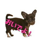 レオ君の日常（個別スタンプ：8）