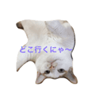 遠藤家のにゃんこ（個別スタンプ：1）
