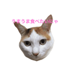 遠藤家のにゃんこ（個別スタンプ：3）
