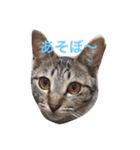 遠藤家のにゃんこ（個別スタンプ：5）