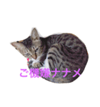 遠藤家のにゃんこ（個別スタンプ：8）
