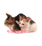 遠藤家のにゃんこ（個別スタンプ：11）