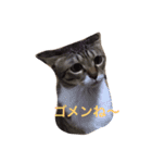 遠藤家のにゃんこ（個別スタンプ：12）
