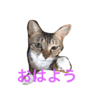 遠藤家のにゃんこ（個別スタンプ：13）