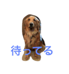 ゴールデンレトリバーダディ（個別スタンプ：3）