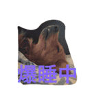 ゴールデンレトリバーダディ（個別スタンプ：5）
