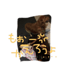 ゴールデンレトリバーダディ（個別スタンプ：6）