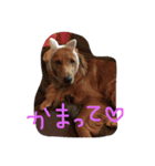 ゴールデンレトリバーダディ（個別スタンプ：7）