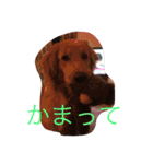 ゴールデンレトリバーダディ（個別スタンプ：16）