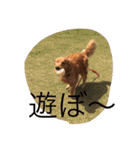 ゴールデンレトリバーダディ（個別スタンプ：18）