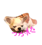 たんちくん（個別スタンプ：3）
